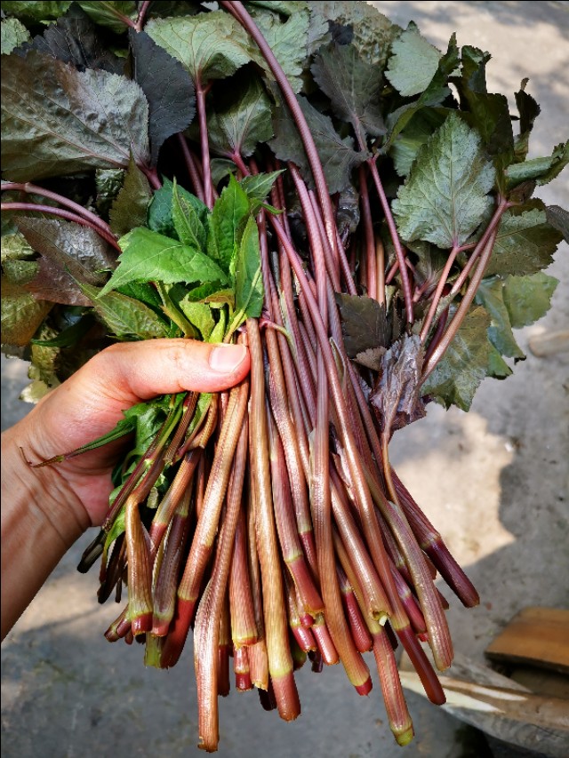红叶鸭跖草,红叶苋菜补血吗
