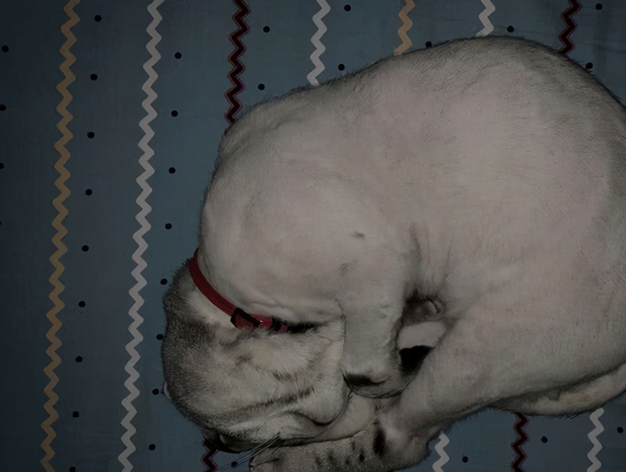 虎斑猫掉毛严重为什么,虎斑猫剃毛后长出来的颜色