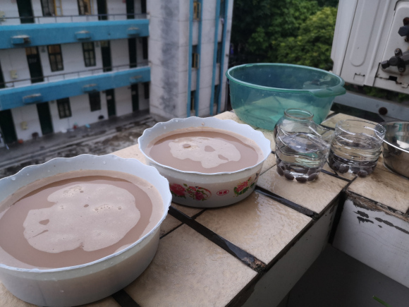 种碗莲到开花全过程,碗莲第二年如何种开花