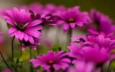 1到100朵红玫瑰花的寓意和花语,助人为乐善良可爱是哪种花的花语