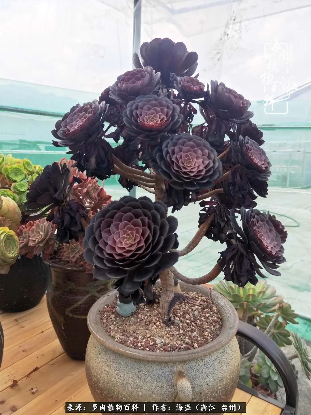 独爱玫瑰与法师！解密金老板和他的屋顶御花园