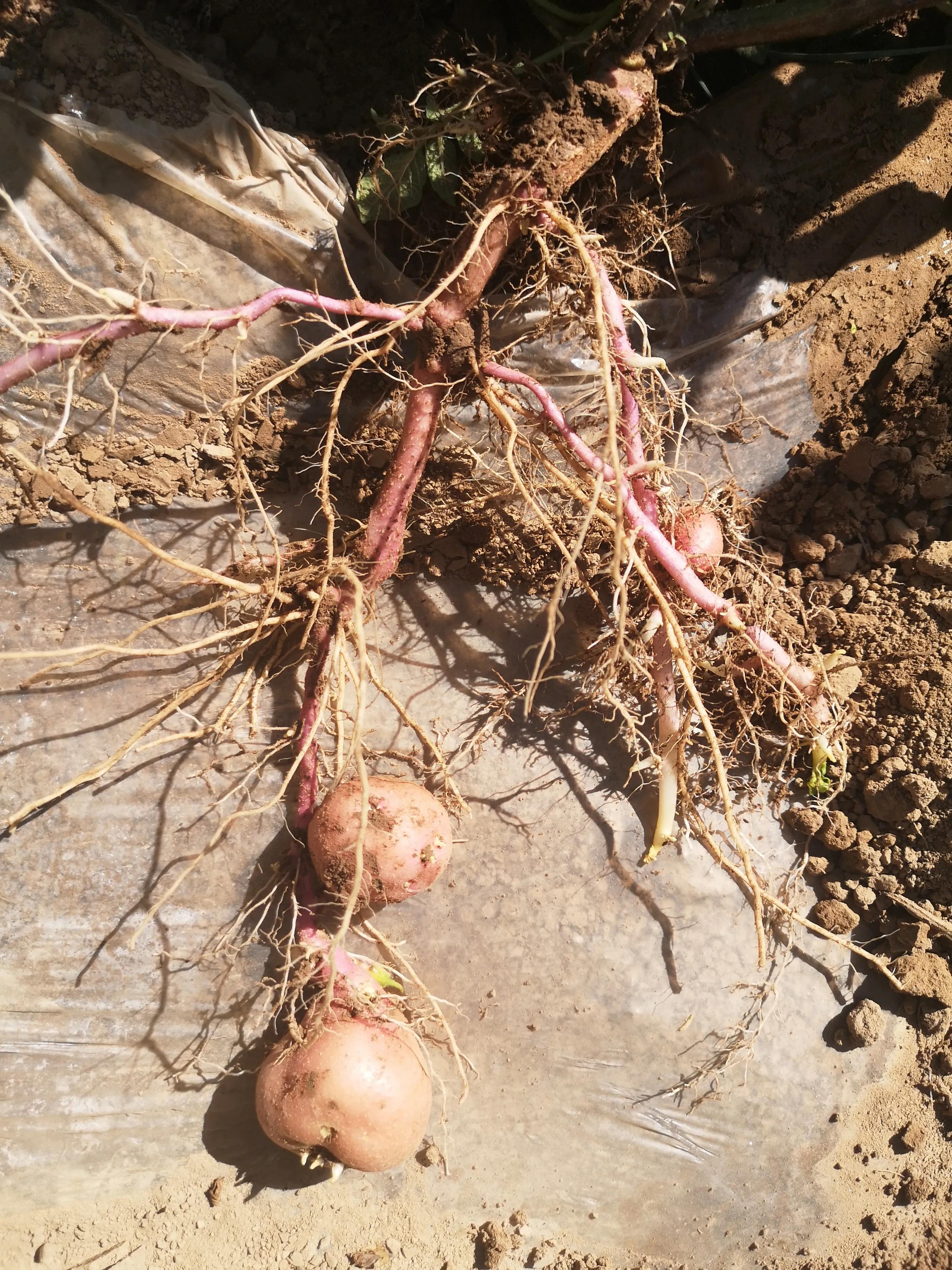 马铃薯抗旱栽培技术培训总结,马铃薯保水保油