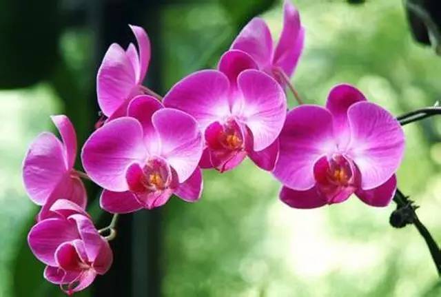 一花一世界的兰花,一花一世界的蝴蝶兰