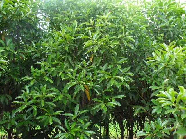 动物与植物有哪些成语故事,哪些成语与植物行为有关