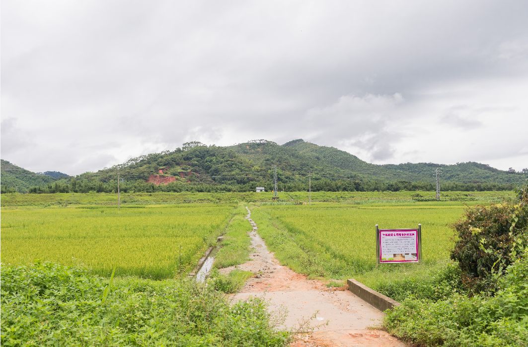 广东街边早餐肠粉制作方法,广东师傅做肠粉配方