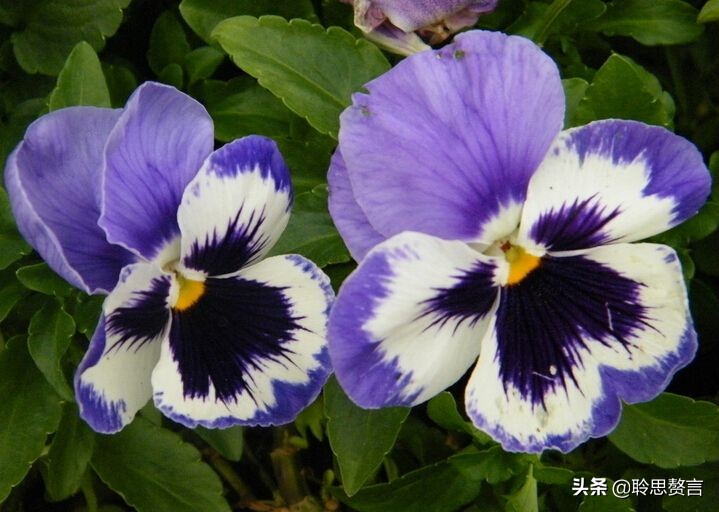 蝴蝶花的诗句大全,蝴蝶花诗句经典名句