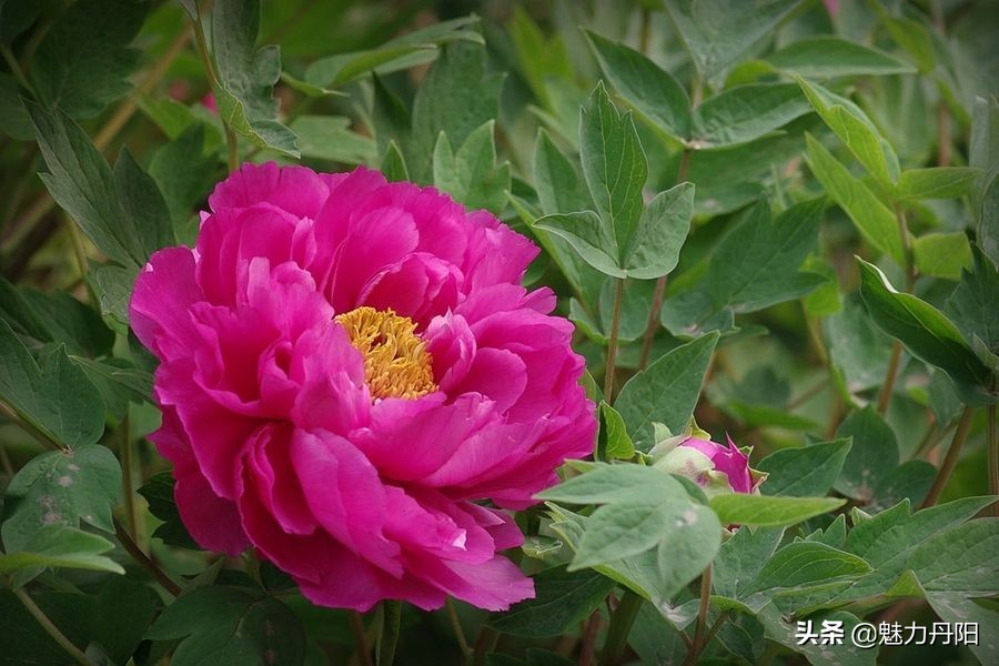 牡丹的一生简单历程文字描述,牡丹的历史和发展