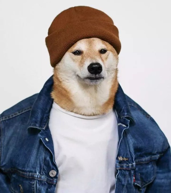 帅到各种时尚大牌求合作，它居然是条狗……你们信吗？