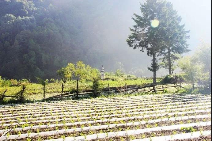 唐诗中的山水田园诗句,唐诗宋词中的田园生活