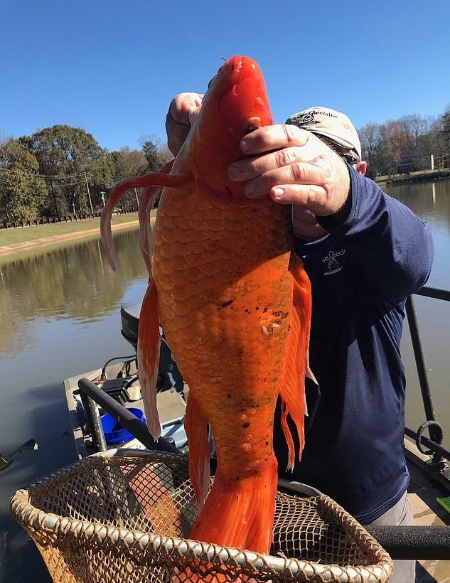 46厘米！18条金鱼引发美国人担忧，会像亚洲鲤鱼一样泛滥吗？