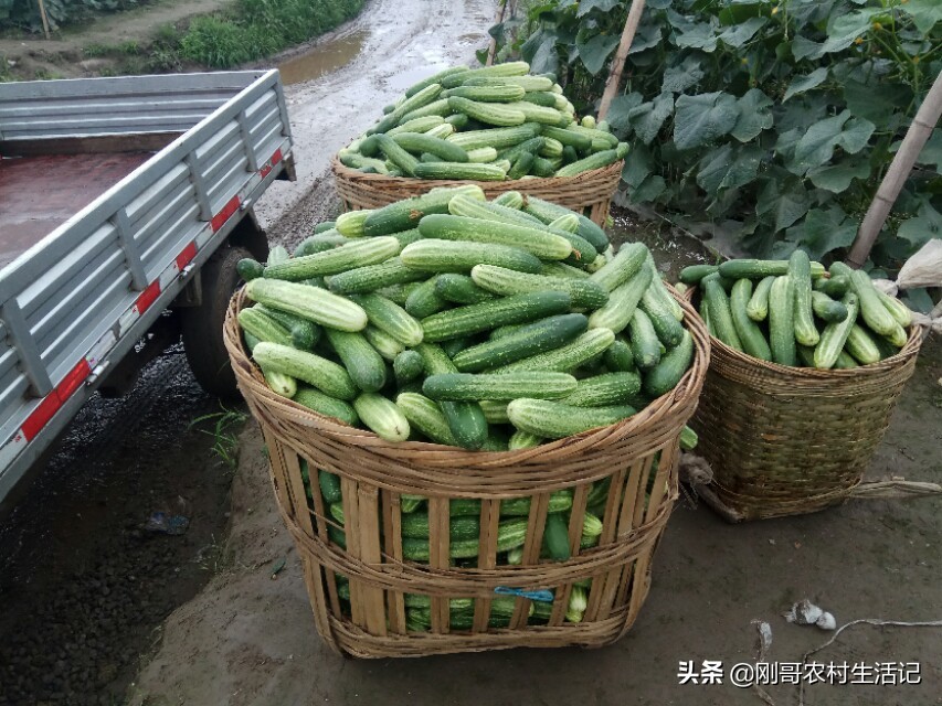 30岁小伙坚持农村创业,农村人辞职创业致富走上人生巅峰