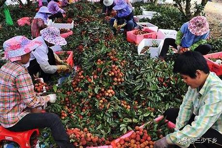 真正的中国荔枝之乡是哪里,中国三大荔枝之乡是哪里