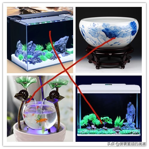 家里面养几条小金鱼好,家里养小金鱼几条最合适