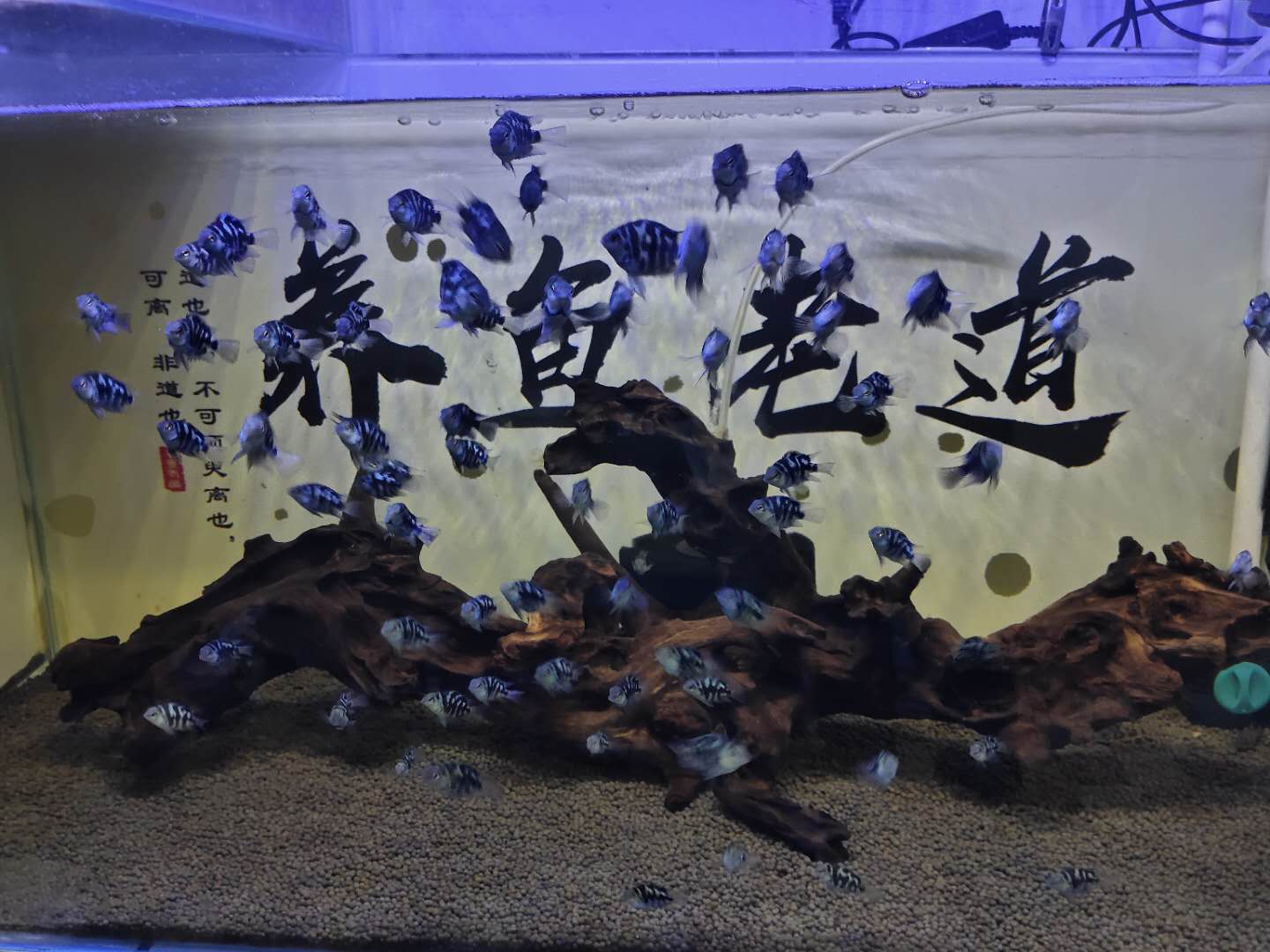 没有过滤的鱼缸怎么除绿藻,鱼缸底部过滤大全详解