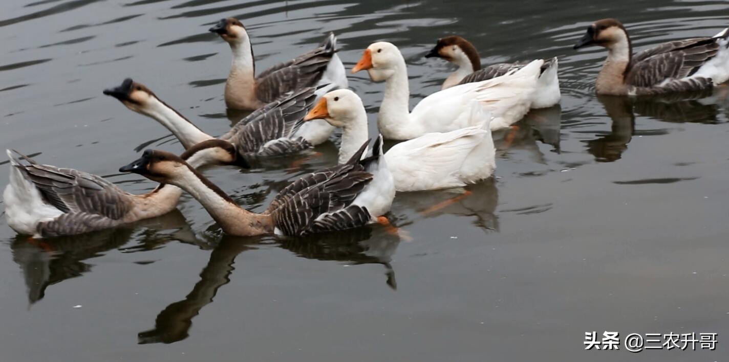 新农村建设田园风光小镇,农业种植养殖观光旅游休闲的方案