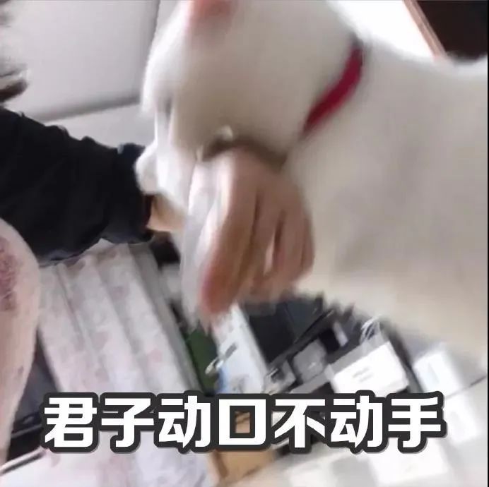 关于猫咪鼻子的8大秘密,猫咪的鼻子有什么特点和作用