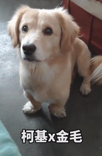 让狗子远离柯基,让你家狗离柯基远点