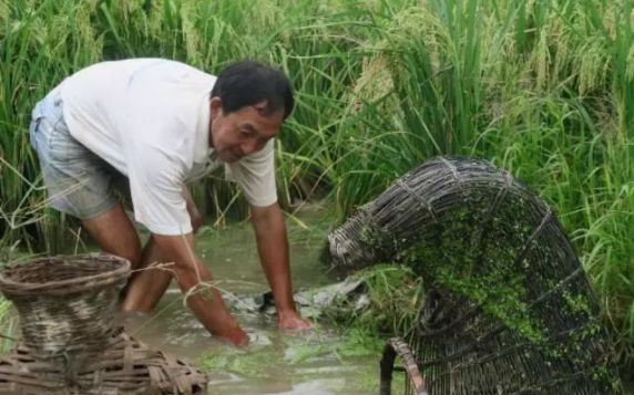 哪种虾易养殖价格又高,6元一斤虾的养殖方法