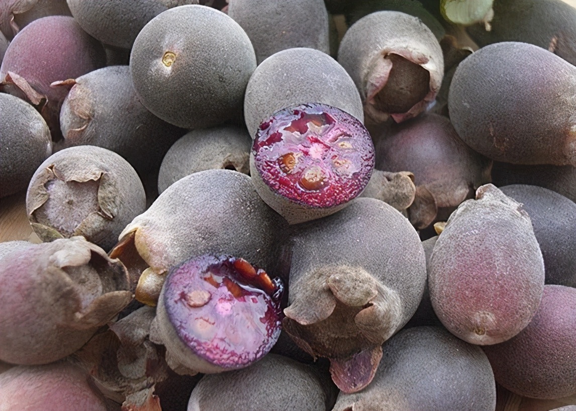 福建野果桃金娘,桃金娘野果多少钱一斤