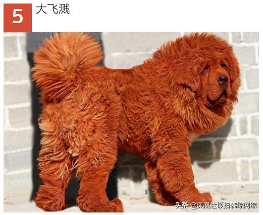 十大最昂贵动物排名,世界十大最贵的动物排行榜