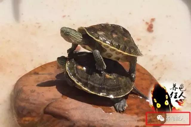 南石龟草龟花龟哪个体型大,草龟花龟珍珠龟哪个更好养