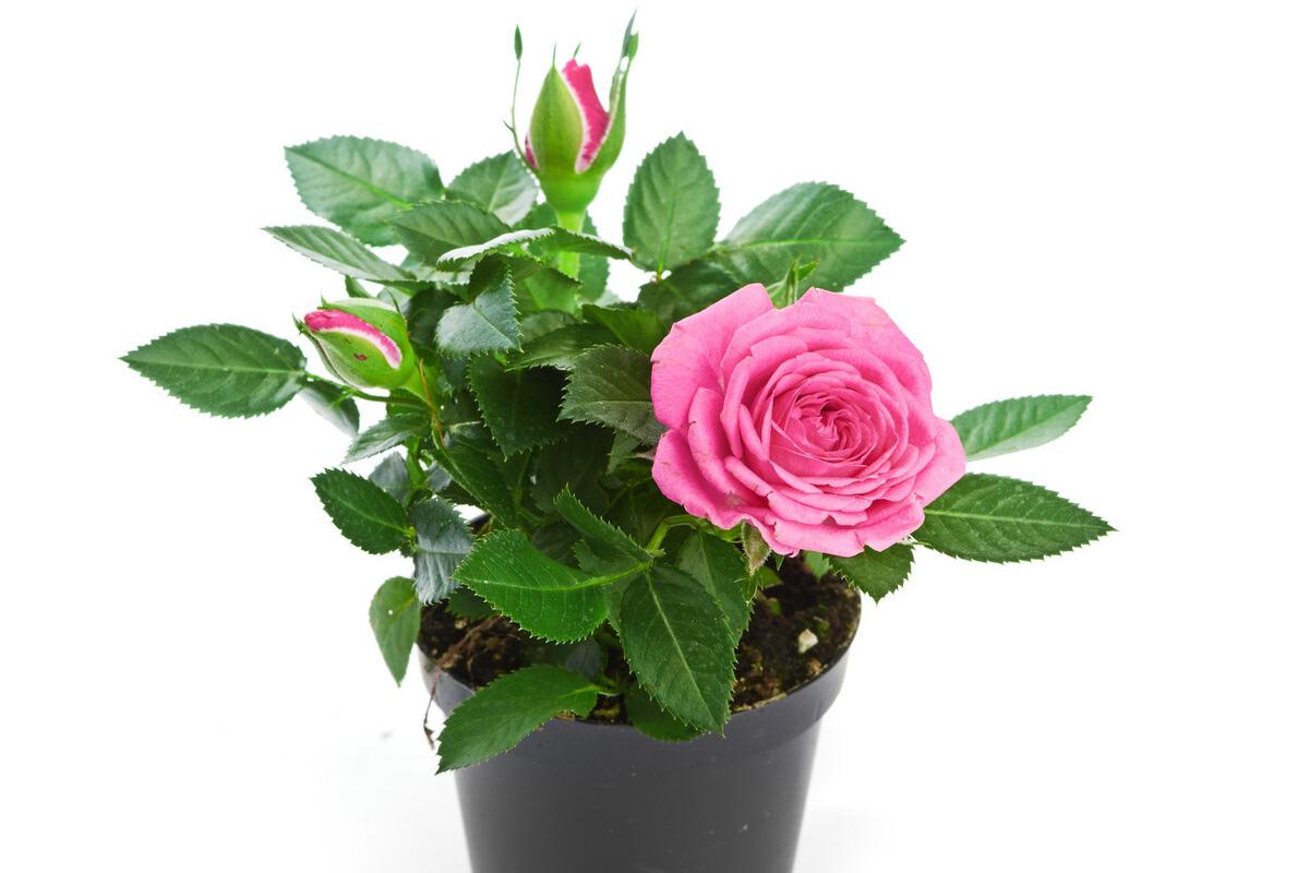 月季花的养殖方法,玫瑰花的养殖方法与技巧
