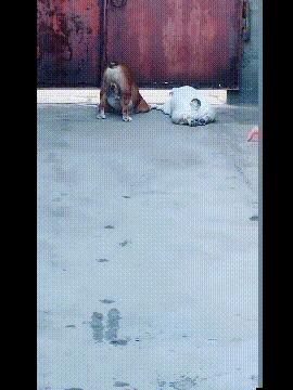 网上买的连衣裙到货了，店家连夜打电话跪求删除好评照片太尴尬了