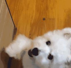 西高地白梗犬拔毛教程,西高地白梗犬美容