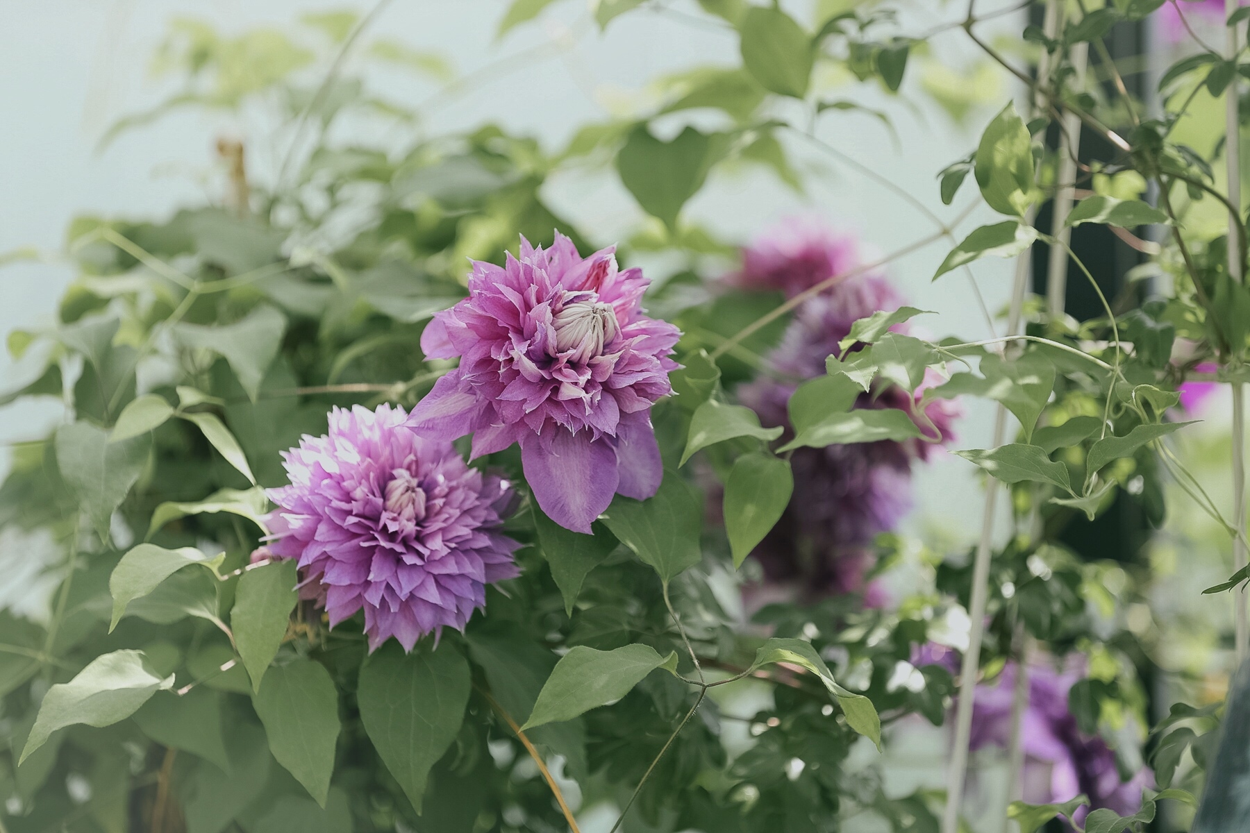 一棵就能爬满墙？这波操作服了