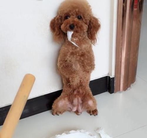 泰迪犬的脾气有多强,泰迪犬从小到大最怕的八件事