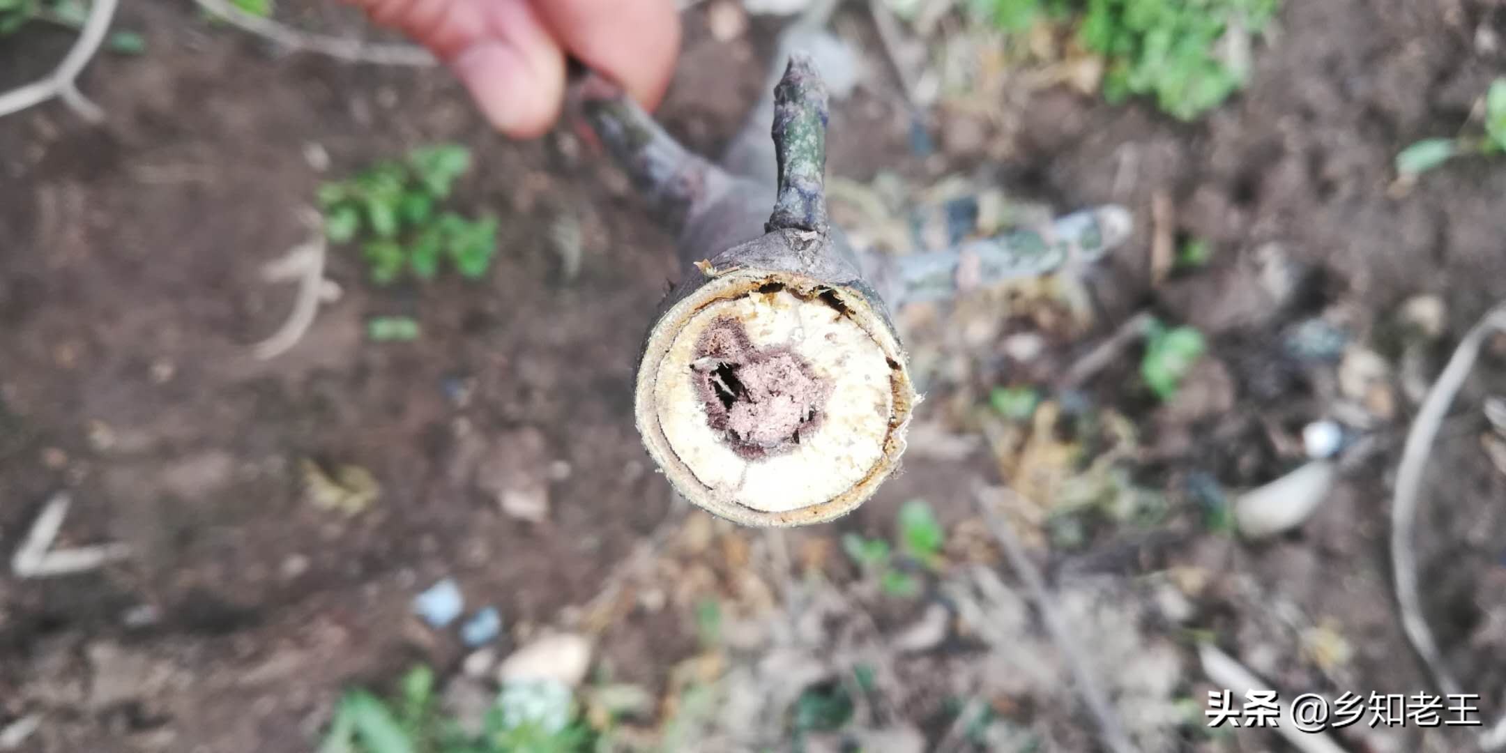 核桃树发黑落果严重怎么办,核桃树死枝是什么原因如何防治