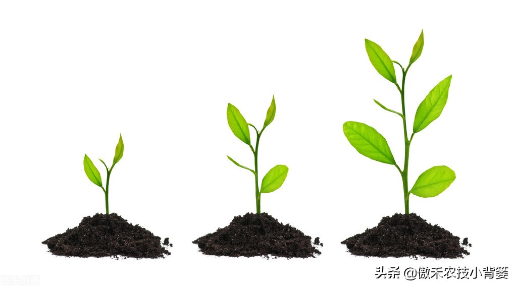 微生物菌肥什么品牌效果好,微生物菌肥效果