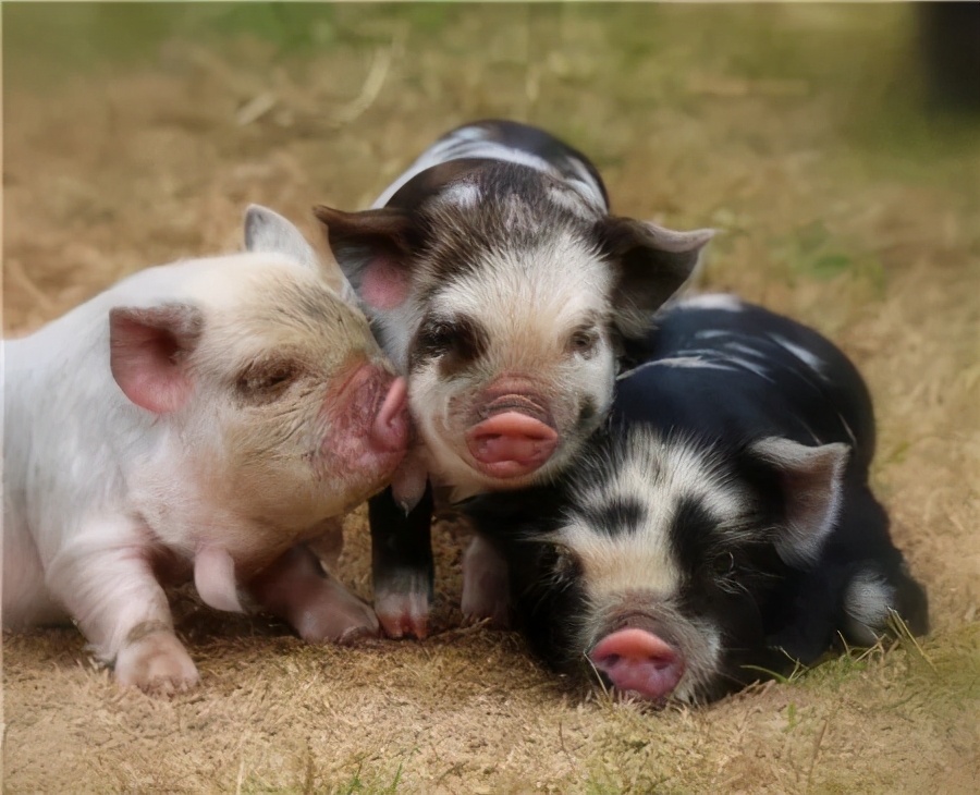 母猪养猪技巧和方法最新,养猪场母猪如何繁育的