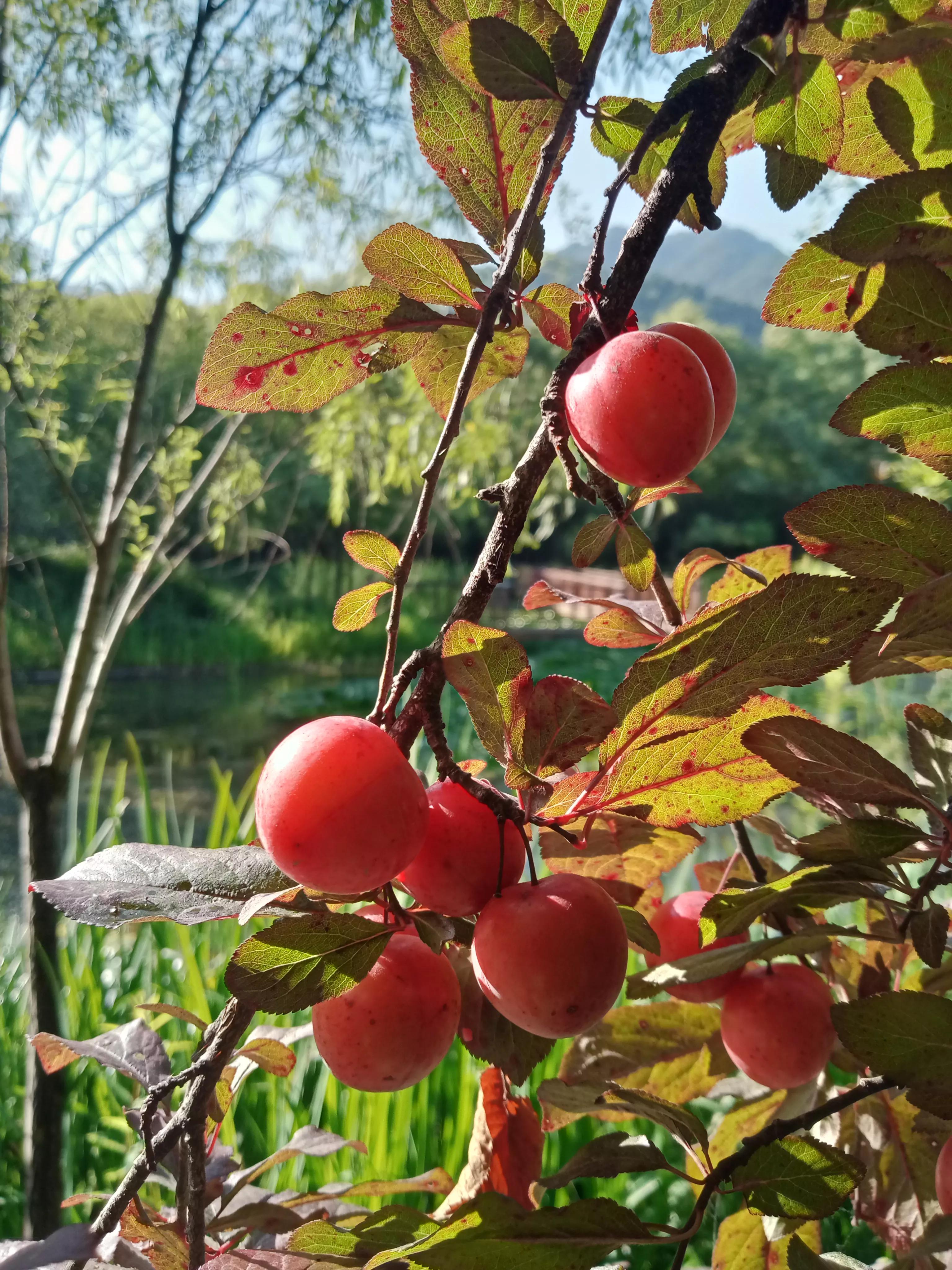 岭南明珠风景,岭南明珠简介