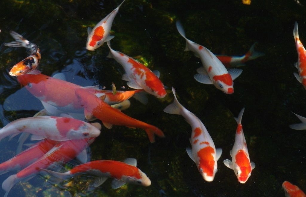 鱼缸水清澈能代表水质好吗,鱼缸水质特别清澈是如何控制的