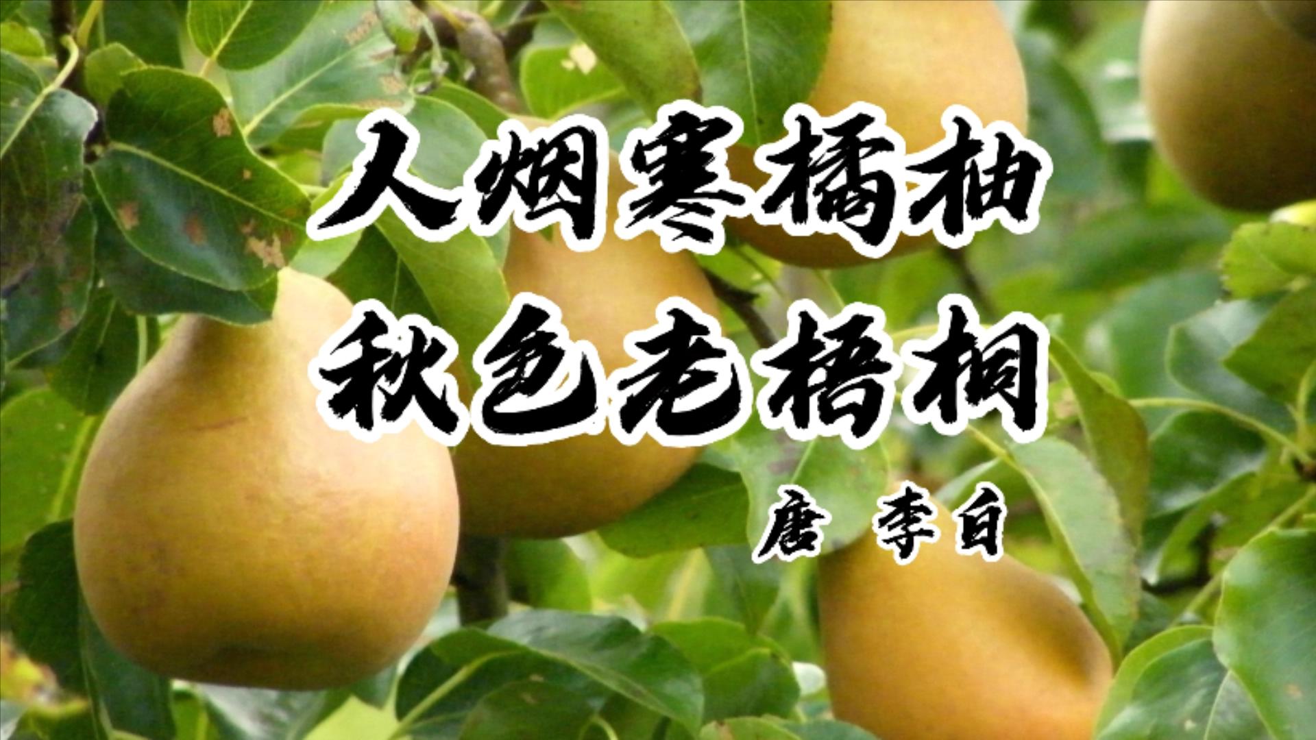 秋季这几种水果吃多了很养人,秋季绝不能多吃的10种水果