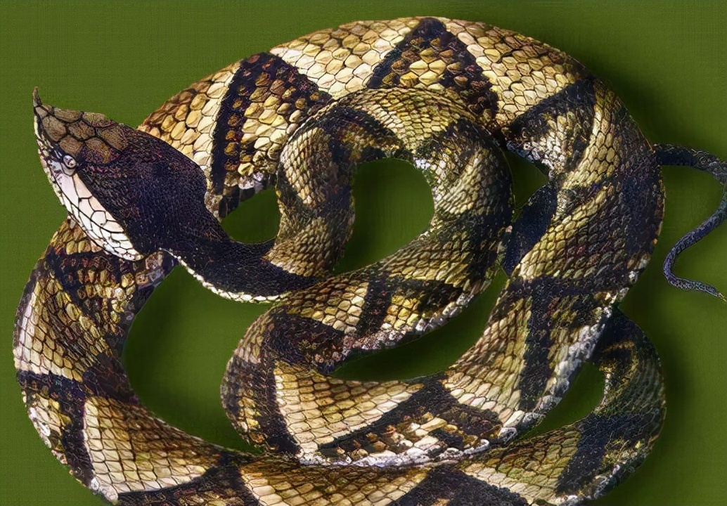 尖吻蝮为什么烂肉,尖吻蝮烂肉王能吃吗