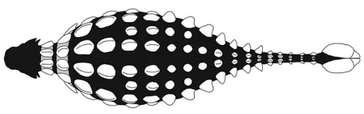 百科英语|甲龙：我自有盔甲，大型食肉龙也不怕