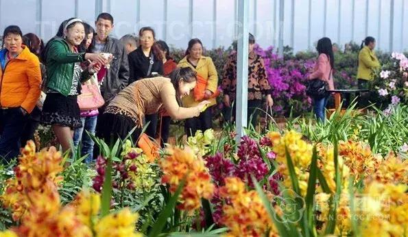 即将消失的花鸟鱼虫市场,天津消失的鱼虫市场