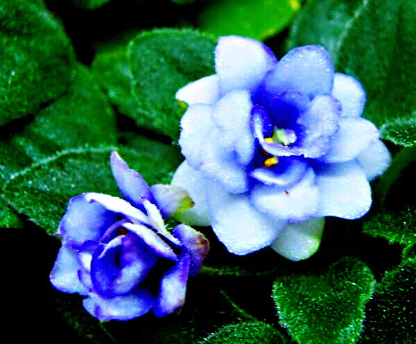 紫罗兰花卉大全,紫罗兰花卉盆栽图片