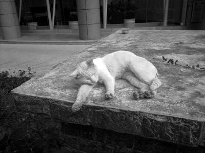 宠物老鼠死了怎么处理,宠物狗死了怎么处理