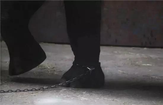 大象踩死狗事件,长沙动物园大象踩死驯兽员后续