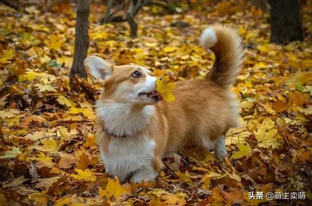 怎么判断柯基发情期了呢,柯基发情期特征