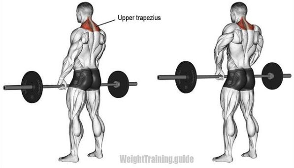 胸肩背臂腿腹训练动作,腰臀肌肉训练方法