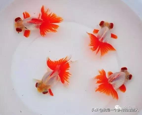 家庭养鱼的知识和技巧,庭院鱼池养鱼需要注意什么