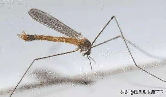 蚊子喜欢咬什么人跟血型有关系吗,蚊子喜欢咬什么人跟血型有关吗