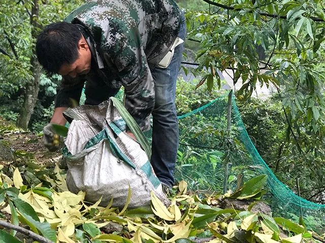椒盐山核桃仁,核桃仁咸香酥脆的家庭做法