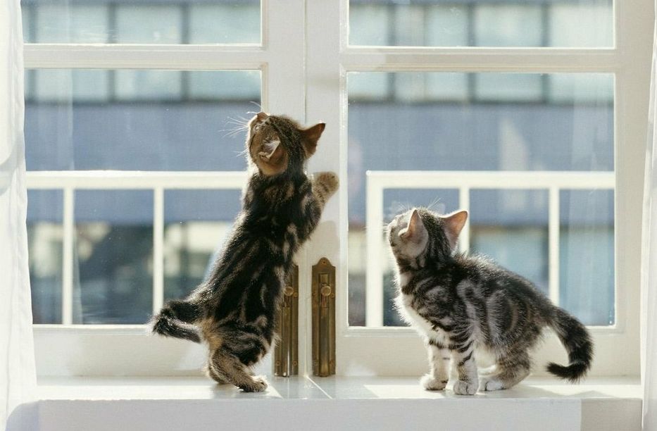 啧啧啧~断绝它的“性”福之路前你有仔细考虑吗？