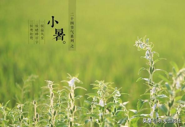 24节气中的小暑是几月几日星期几,小暑的时间和小暑代表什么