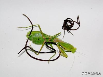 武术功夫螳螂视频,武术当中有没有螳螂拳